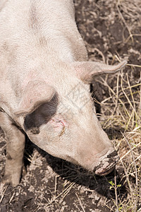 猪在农场上宠物猪头家畜动物农业高清图片