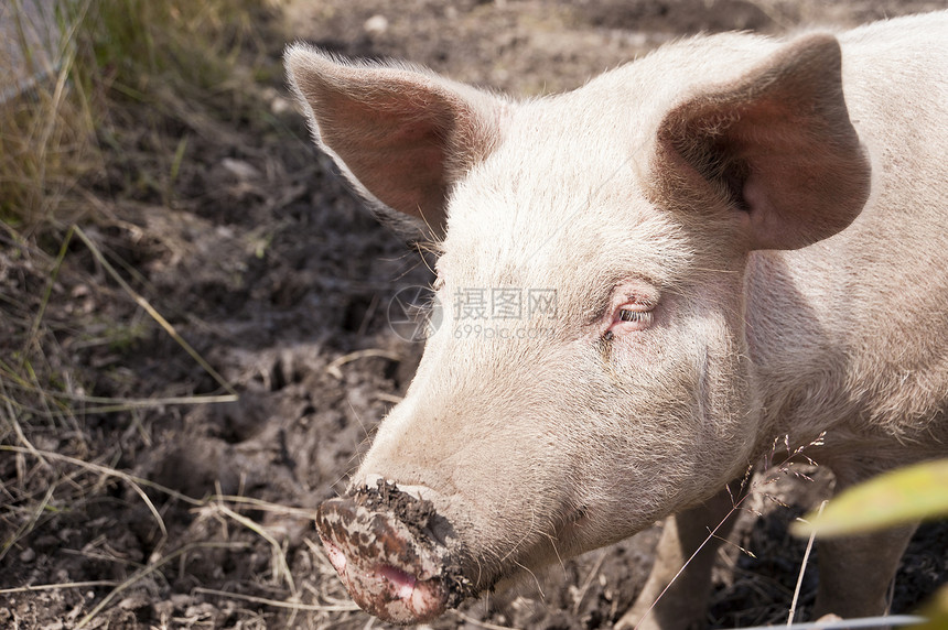 猪在农场上家畜猪头宠物农业动物图片