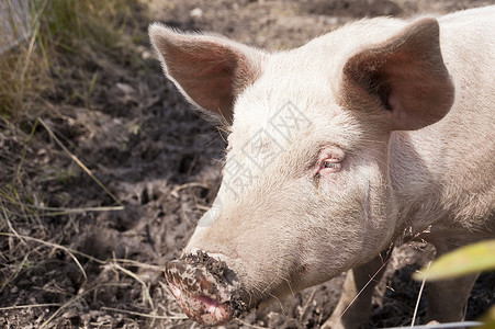 猪在农场上家畜猪头宠物农业动物高清图片