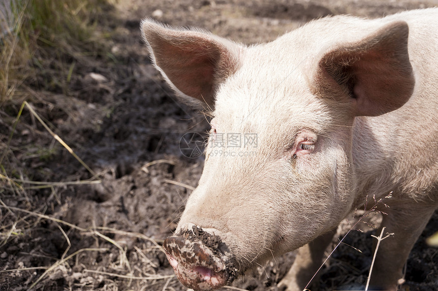 猪在农场上猪头宠物农业动物家畜图片