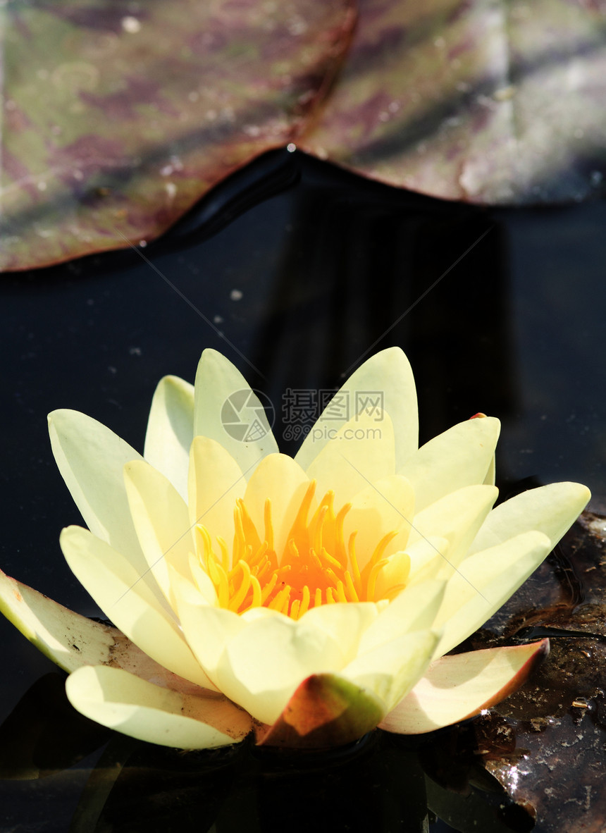 黄水百合花朵季节沼泽香水植物群花瓣水池花园热带环境图片