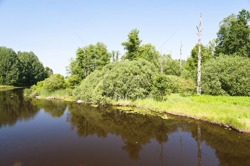 瑞典Asnen湖树木旅行森林水域自然保护区牧歌图片