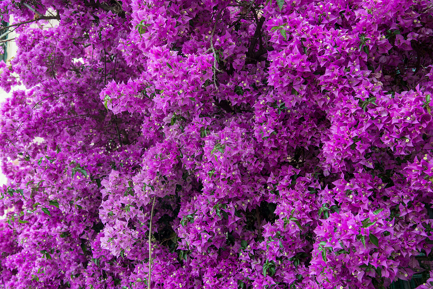 布坎维拉a生活叶子植物文化粉色绿色美丽红色气候季节图片