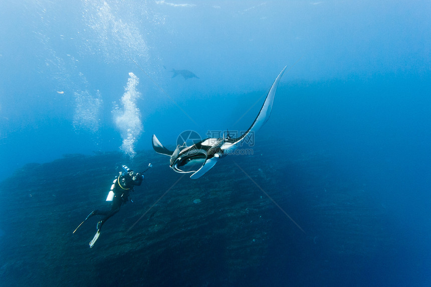 曼塔动物群野生动物动物蓝色海洋生物海洋摄影师潜水潜水员射线图片