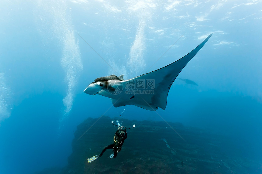 曼塔动物群动物摄影师蓝色野生动物海洋生物海洋潜水员射线潜水图片
