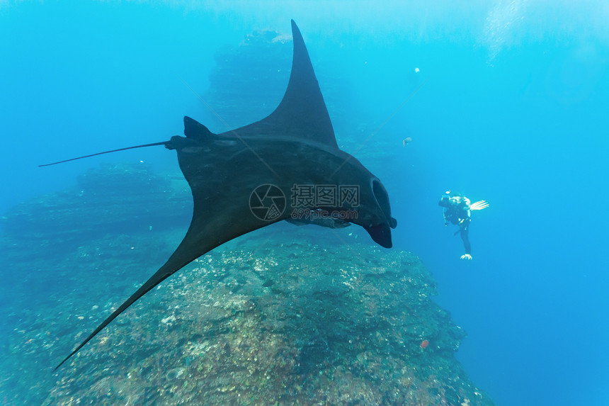 曼塔潜水蓝色射线海洋海洋生物动物摄影师潜水员动物群野生动物图片