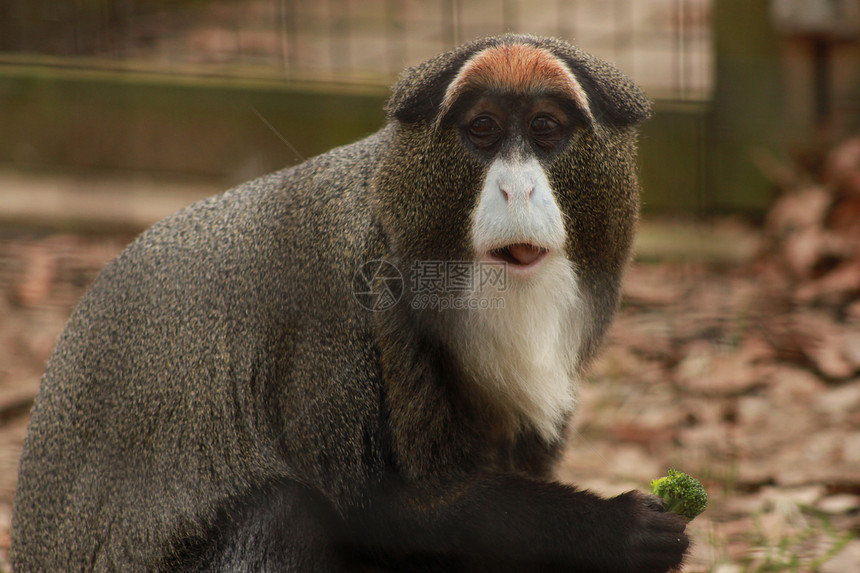 圭农毛皮猴子灵长类大猩猩热血哺乳动物俘虏野生动物濒危荒野图片