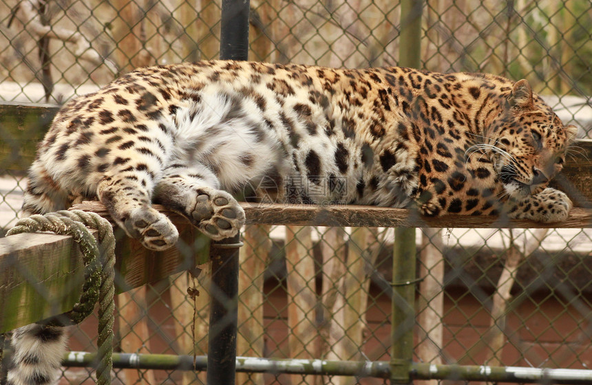 豹型头发哺乳动物毛皮丛林大猫动物土地侵略猫科动物园图片