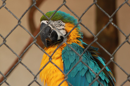 蓝色和金色Macaw大道宠物生物学鹦形目动物园金子羽化动物野生动物家畜背景图片