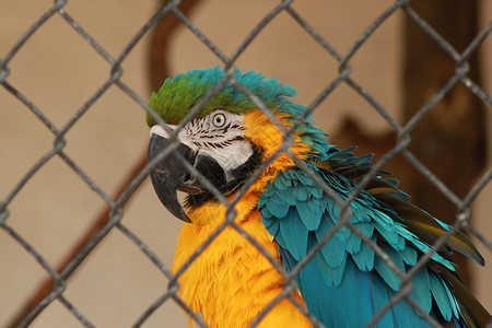 蓝色和金色的鸟蓝色和金色Macaw鸟类金刚鹦鹉生物学动物园鹦形目色感热血荒野宠物羽毛背景
