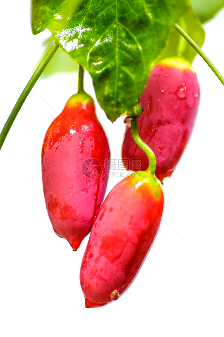Gourd 蔬菜农业葫芦长方形绿色红色饮食药品食物植物水果图片