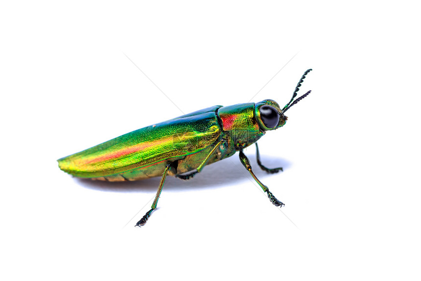 金属木钢甲甲虫鲵科野生动物鞘翅目动物扁形科学荒野昆虫学蝶翅目漏洞图片