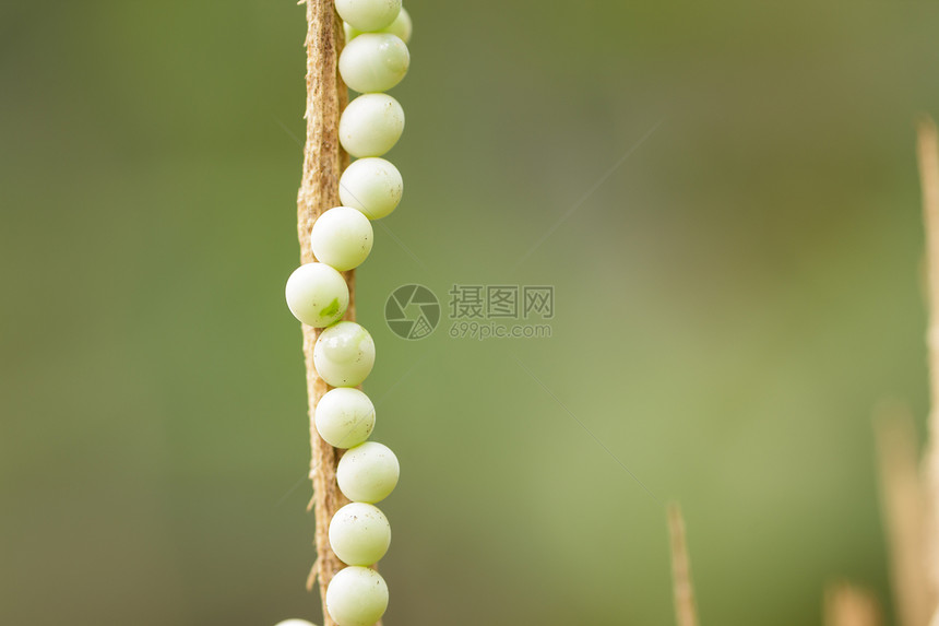 臭虫蛋生活鳞翅目胶囊性别团体野生动物叶子绿色蝴蝶宏观图片