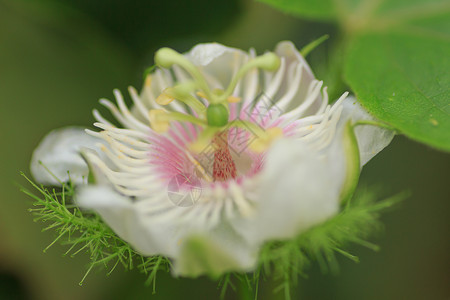 封装花叶子荒野食物水果绿色衬套森林宏观浆果植物背景图片