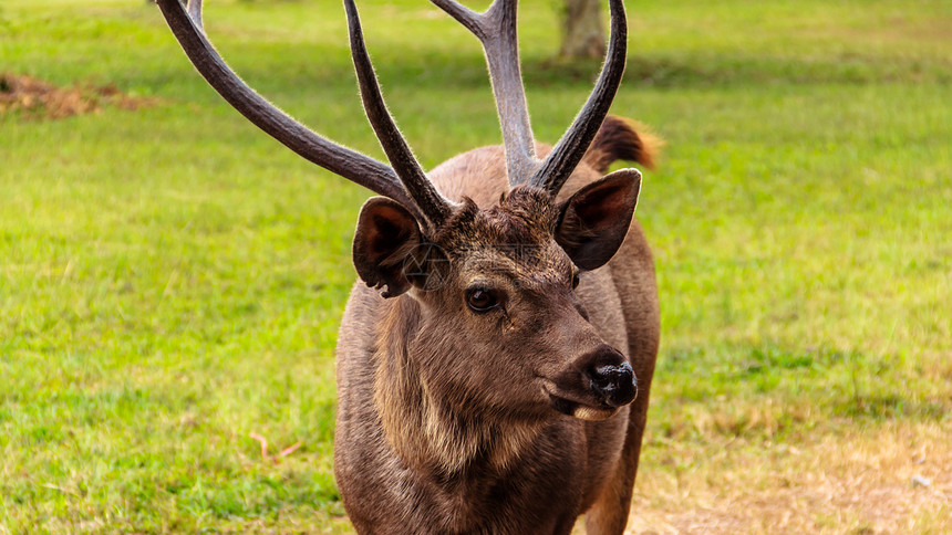 男鹿绿色国家毛皮森林隐藏生物棕色耳朵牛角男性图片