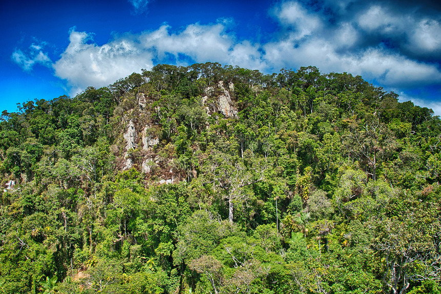 从凯恩斯到库兰达的热带雨林     昆士兰 澳洲图片