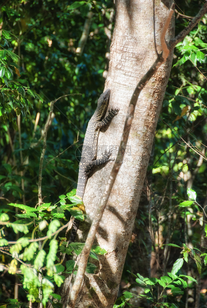 或蕾带监视器  Whi 中的蜥蜴眼睛爬虫灰色动物木头休息丛林爪子动物园太阳图片