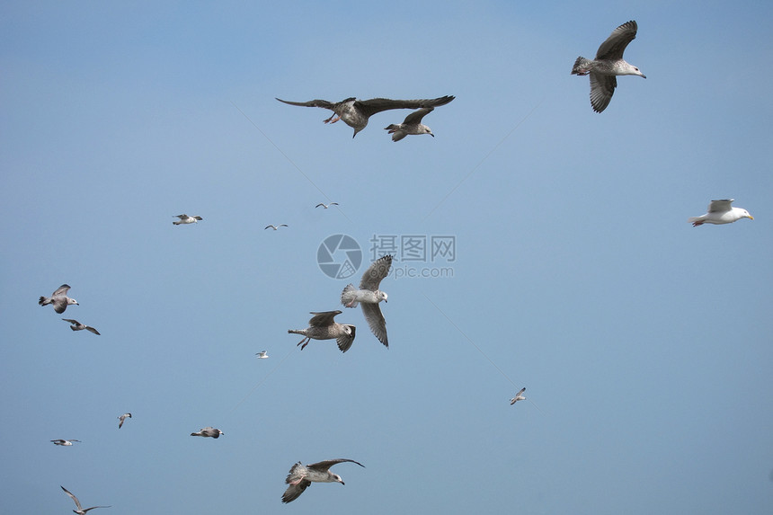 海滩上一团海鸥海岸飞行翅膀波浪野生动物自由白色动物团体图片