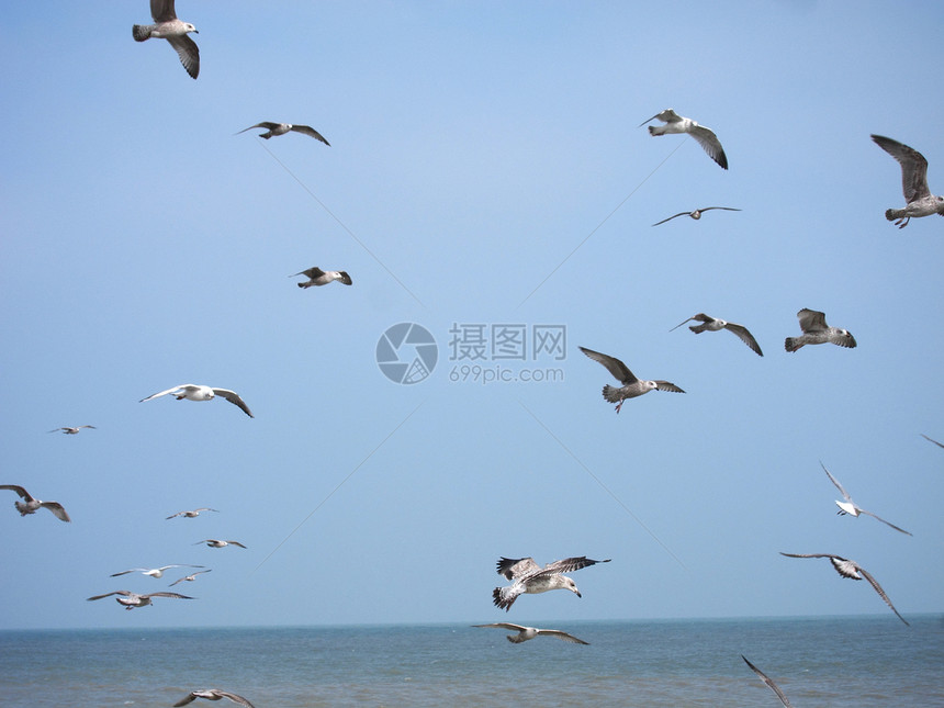 海滩上一团海鸥飞行翅膀白色野生动物团体海岸动物波浪自由图片