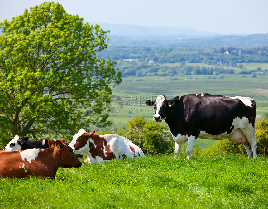 Friesian 牛牛奶牛绿色草原场地农场场景奶制品农村乡村爬坡图片