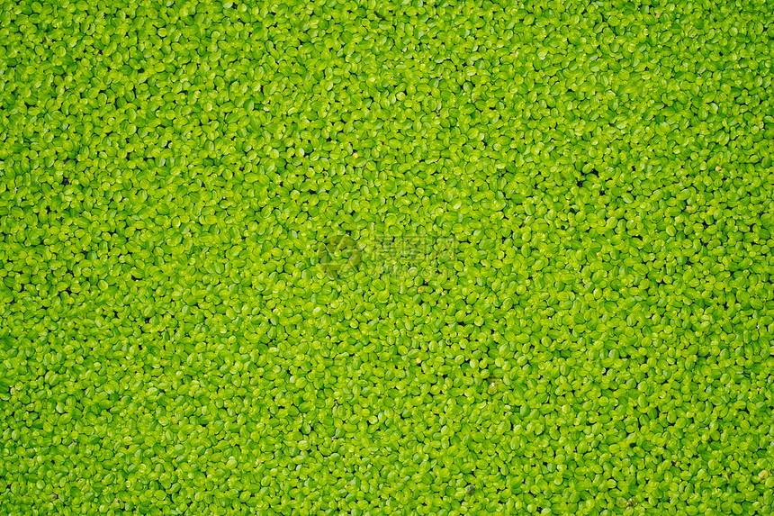 鸭草生态公园装饰绿色池塘杂草环境植物叶子植物群图片