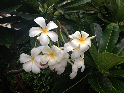 封闭的花朵植物鸡蛋花背景图片