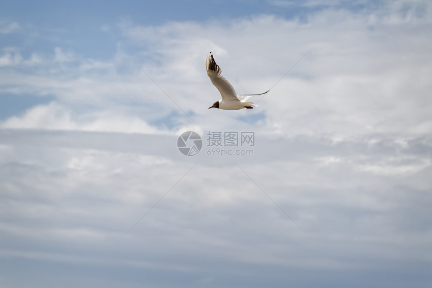 海鸥在天空背景上飞翔图片