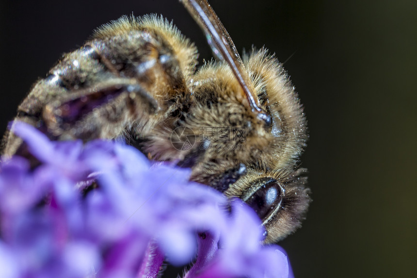 马耳他蜜蜂园艺花粉花蜜蜂蜜花园宏观野生动物微距图片