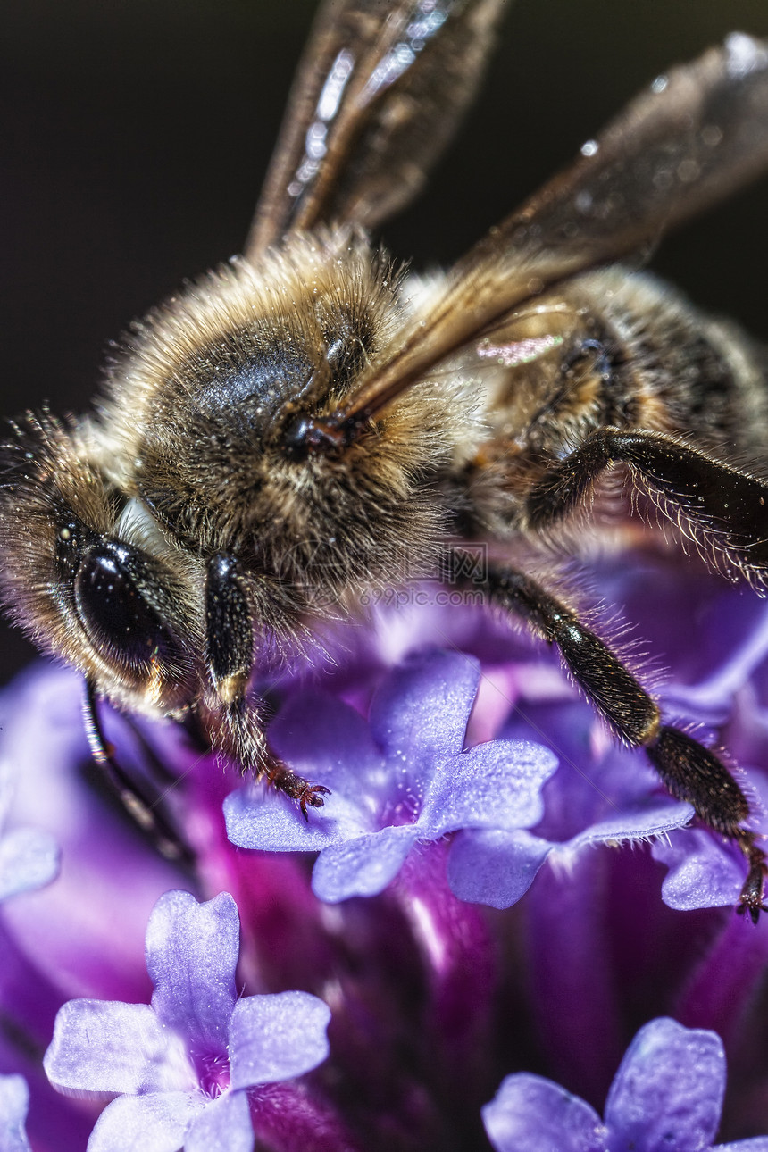 马耳他蜜蜂微距野生动物花粉园艺花园宏观蜂蜜花蜜图片
