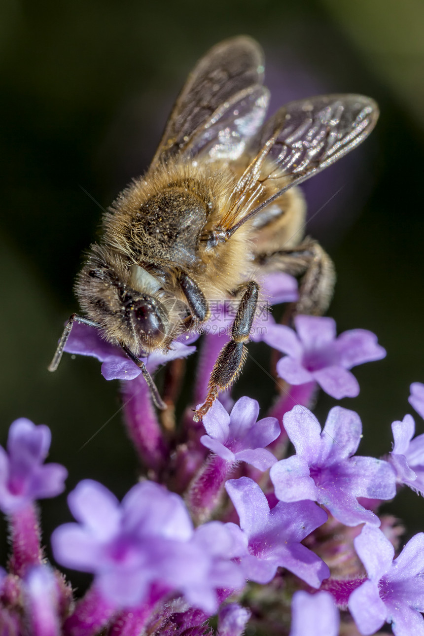 马耳他蜜蜂野生动物园艺微距宏观花蜜花园花粉蜂蜜图片