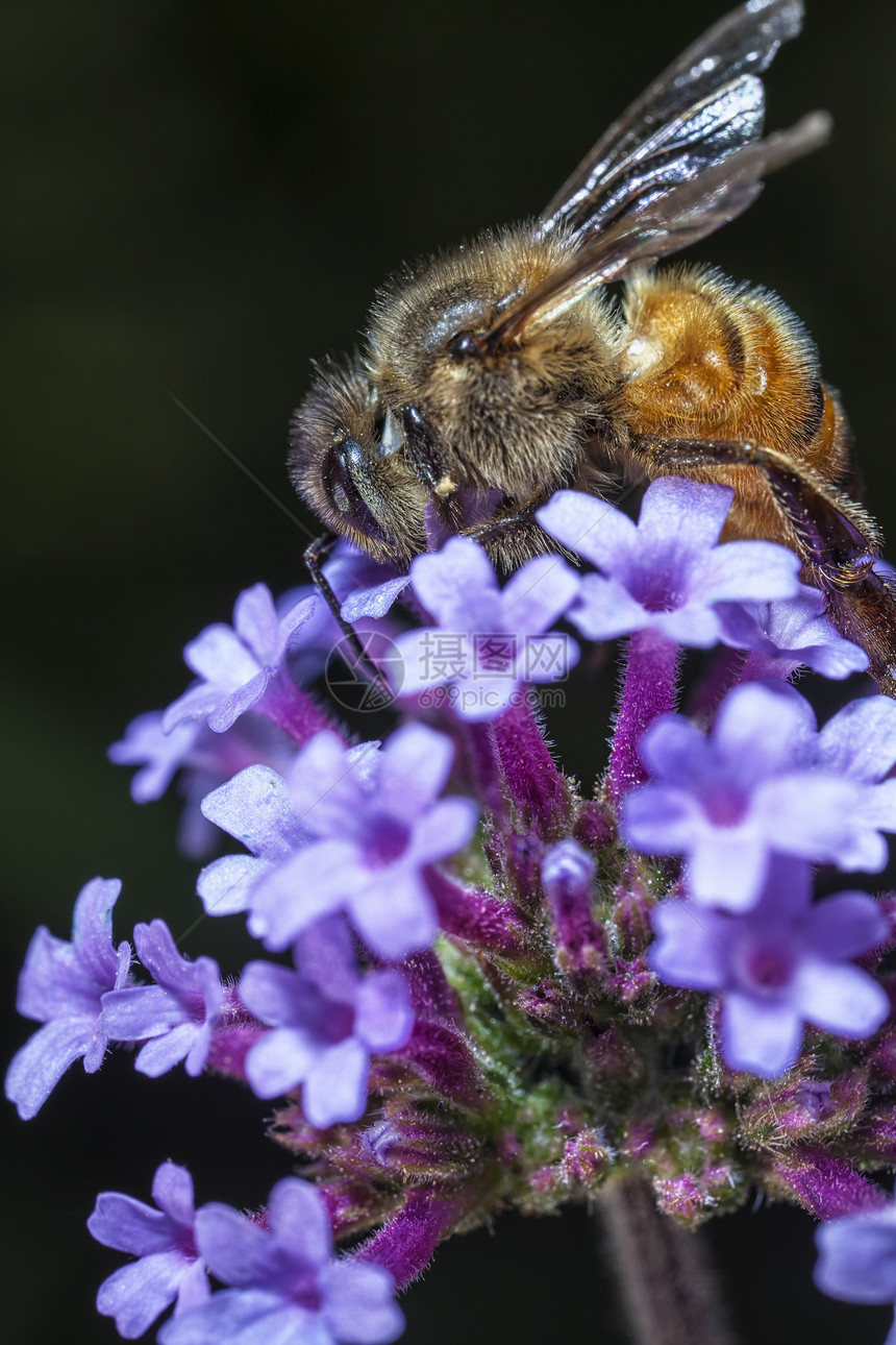 马耳他蜜蜂园艺蜂蜜花粉花蜜宏观微距野生动物花园图片