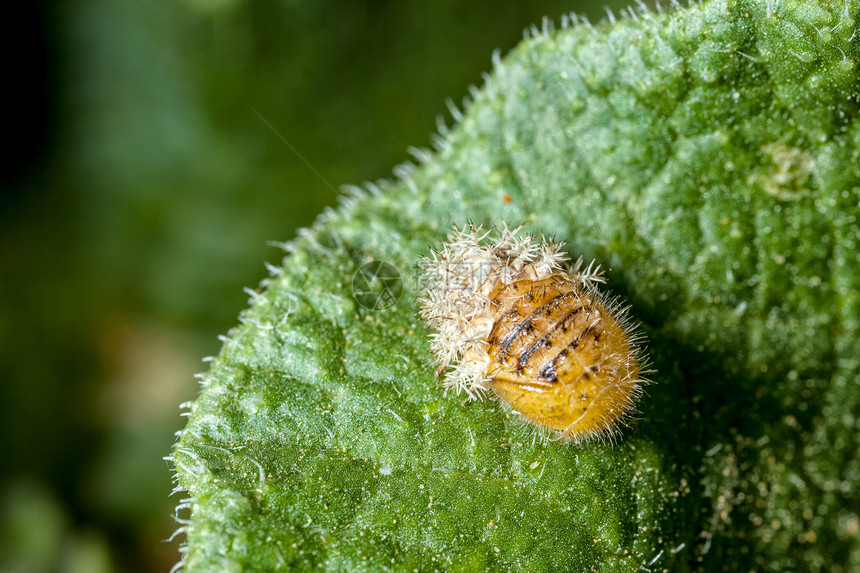 蚕蛾毛虫宏观昆虫野生动物幼虫微距花园害虫皮肤图片