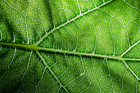 后翻页光合作用植物群宏观墙纸叶绿素静脉细胞植物学叶子树叶背景图片