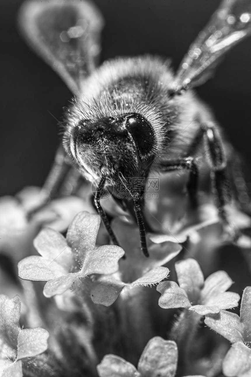 马耳他蜜蜂宏观蜂蜜花蜜野生动物园艺花粉花园微距图片