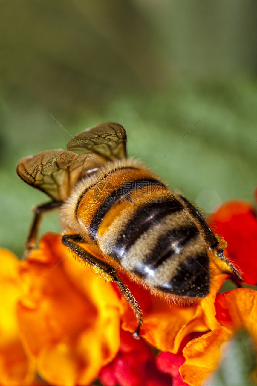马耳他蜜蜂花蜜宏观野生动物园艺花粉微距蜂蜜花园图片