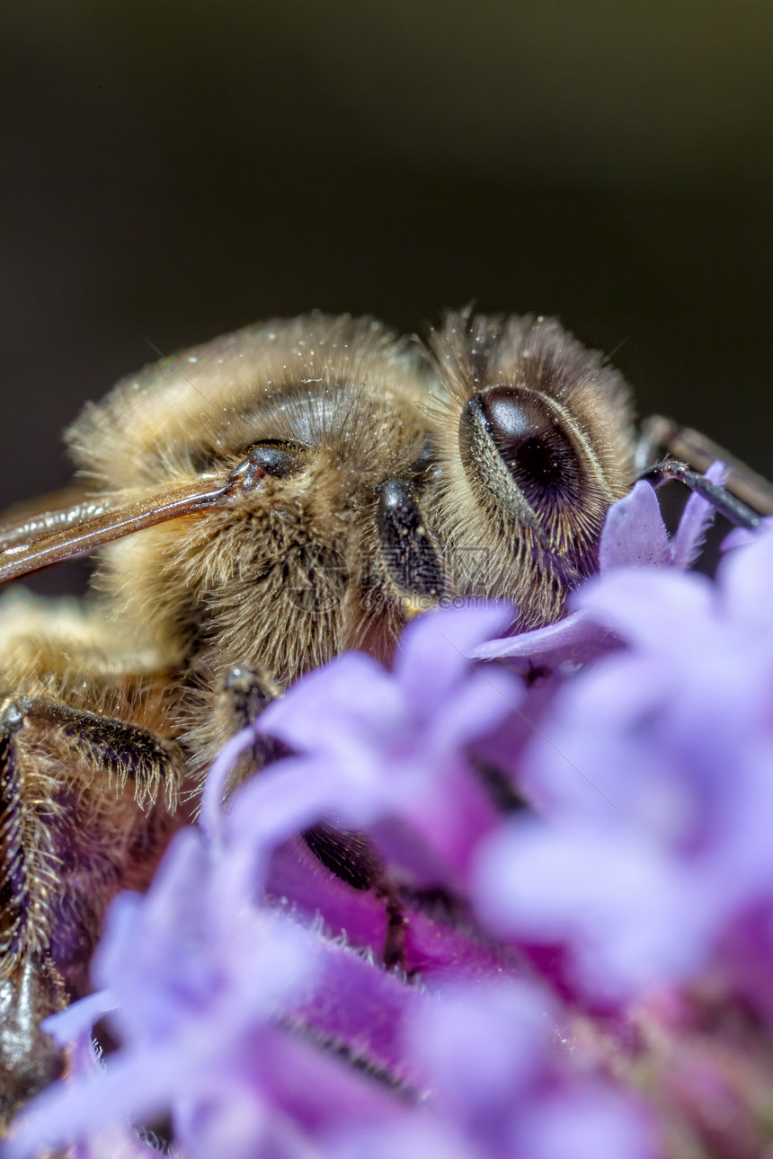马耳他蜜蜂宏观园艺野生动物花粉花园微距花蜜蜂蜜图片