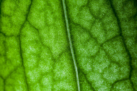 后翻页微距光合作用植物群叶绿素静脉墙纸树叶叶子宏观植物学背景图片
