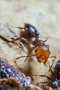 网虫鸡尾Ant宏观野生动物极端昆虫学花园园艺蚂蚁焚化炉微距酒蚁背景