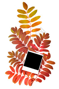 秋天植物边框秋季背景的边框背景