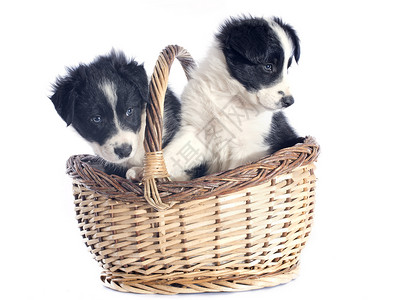 小小狗边疆犬类篮子宠物眼睛蓝色白色牧羊犬黑色小狗动物背景图片