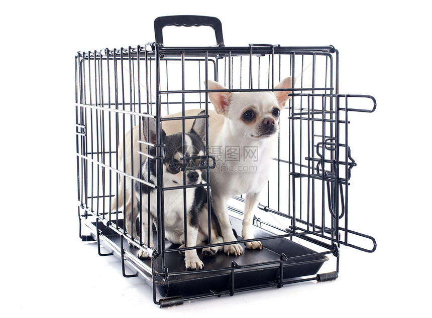 狗舍中的吉娃娃宠物兽医运输警觉宠物笼小狗栏杆入口犬类悲伤图片