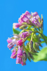 交感神经贝因威尔 海尔普弗朗兹紫草螺旋草本蓝色宏观花序植物群荒野康复植物背景