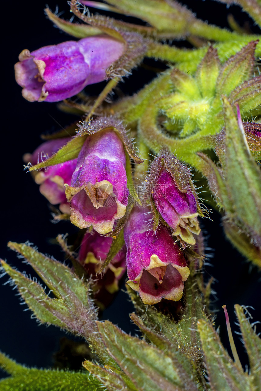 commfrey cmfrey植物医疗药品蓝色黑色花序紫色康复植物学草本图片