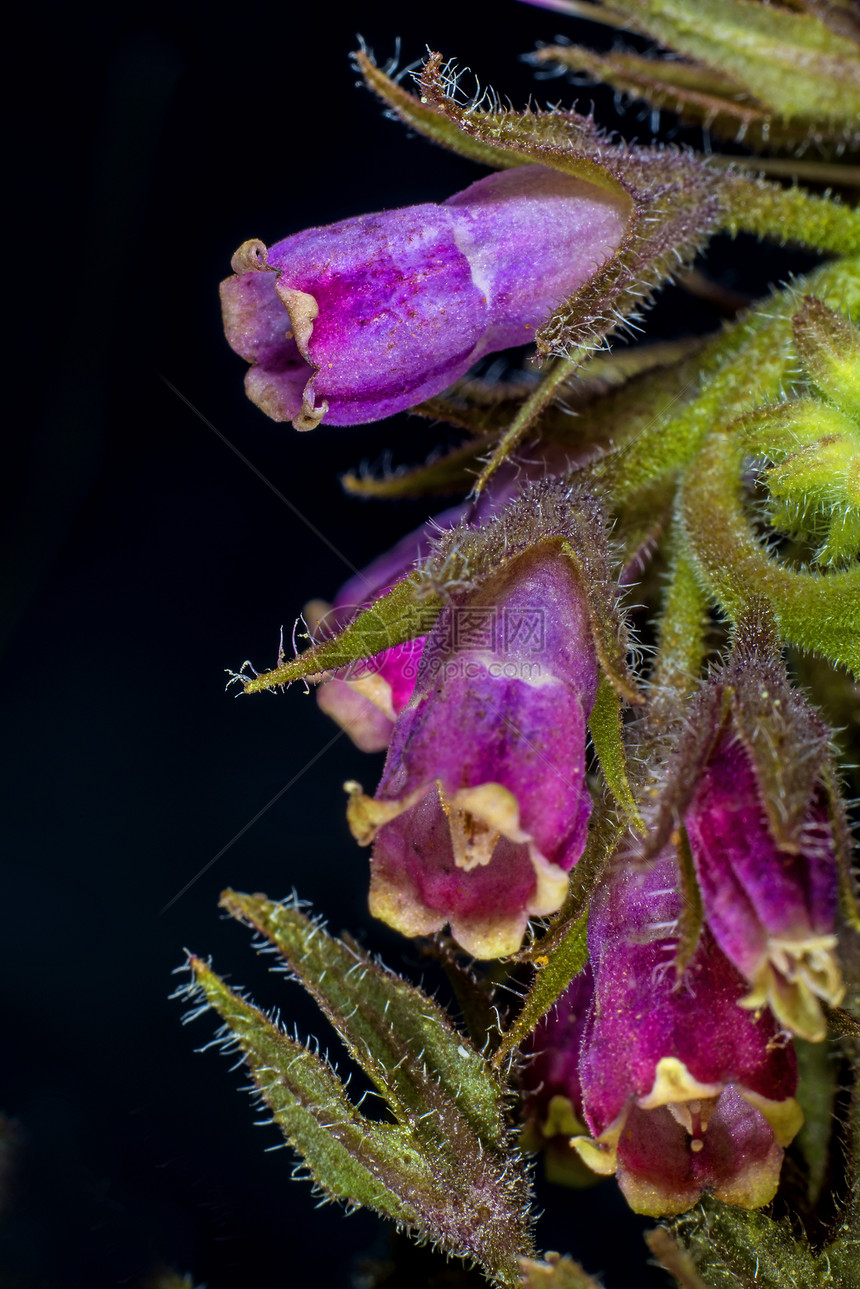 commfrey cmfrey黑色植物花序紫草螺旋形植物群植物学医疗螺旋蓝色图片