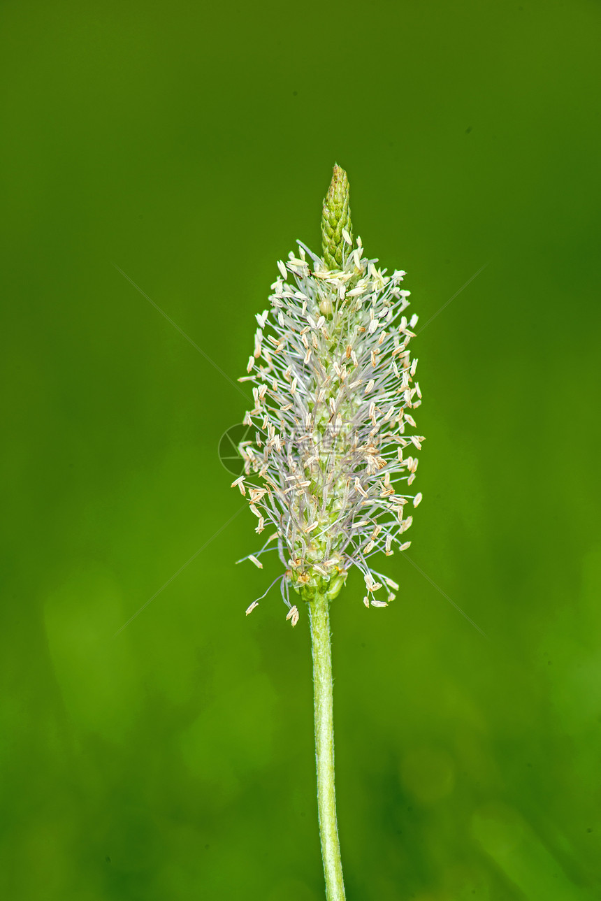 黄松石灰肋骨披针形草本植物植物药品花瓣鹿角芭蕉植物群绿色图片