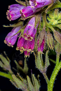 commfrey cmfrey植物群草本植物花序黑色螺旋形紫色蓝色草本紫草荒野背景图片