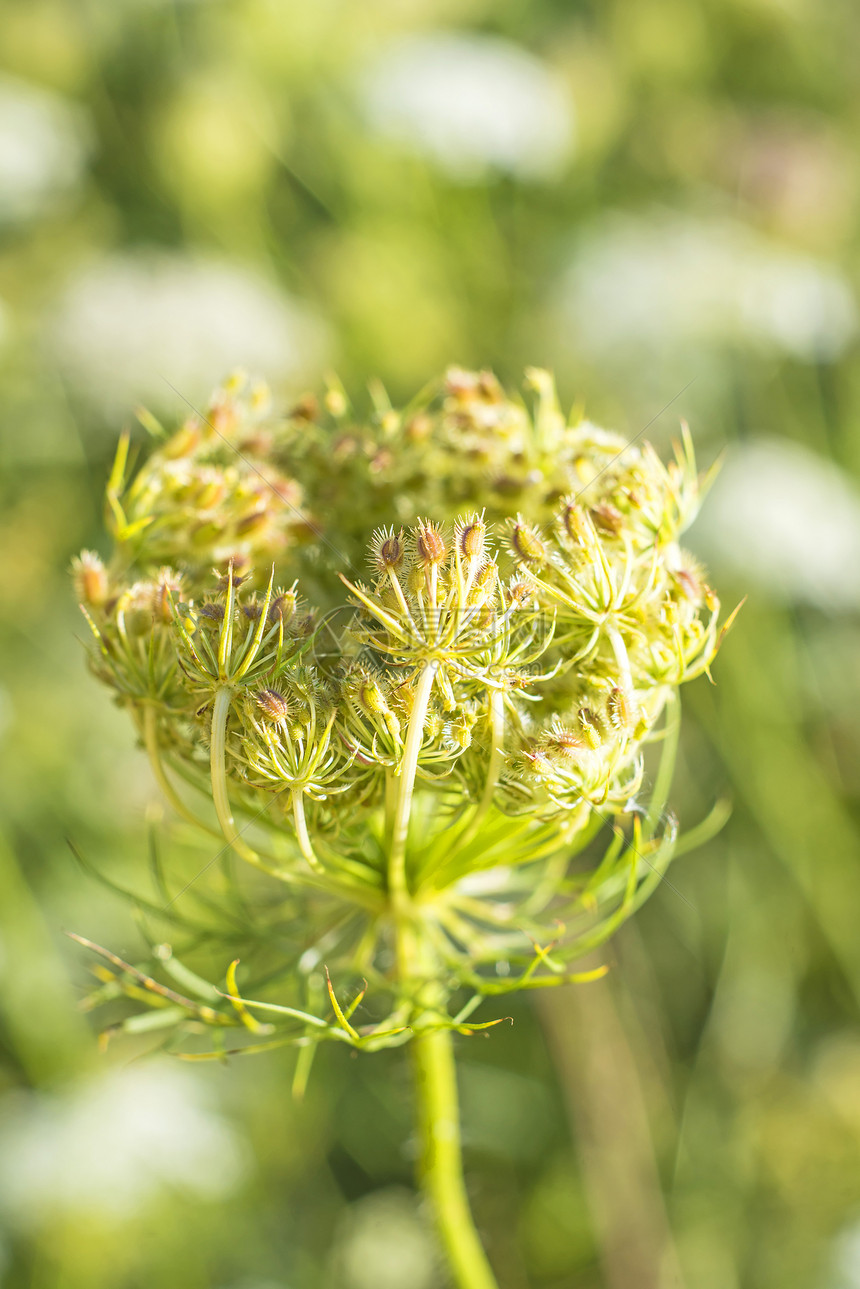 野胡萝卜花宏观花序植物野花荒野食物野生动物植物群国家杂草图片