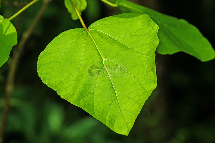 Catalpa(加泰罗尼亚)图片