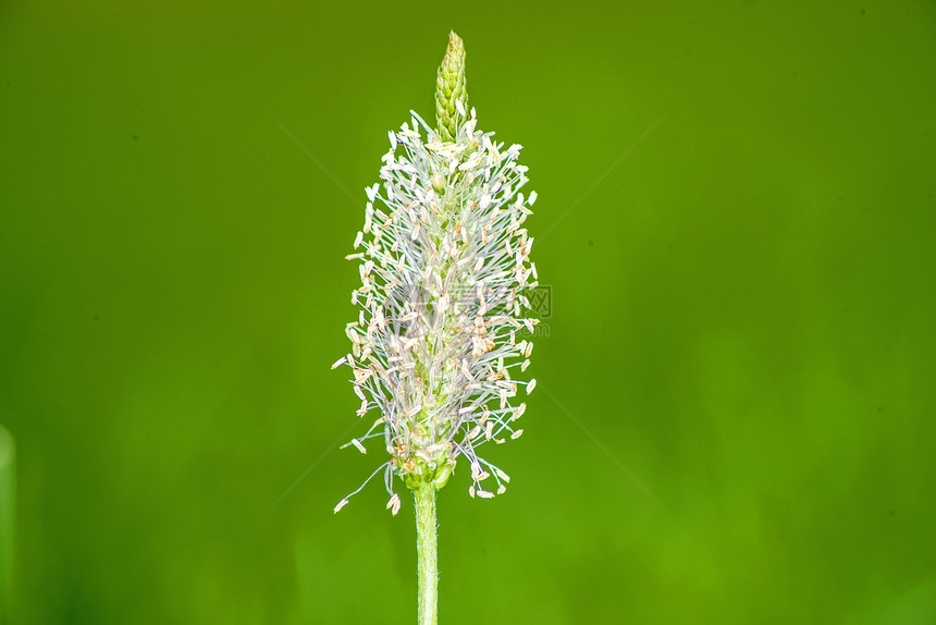 黄松石灰芭蕉肋骨披针形药品花瓣健康植物群绿色草本植物宏观图片