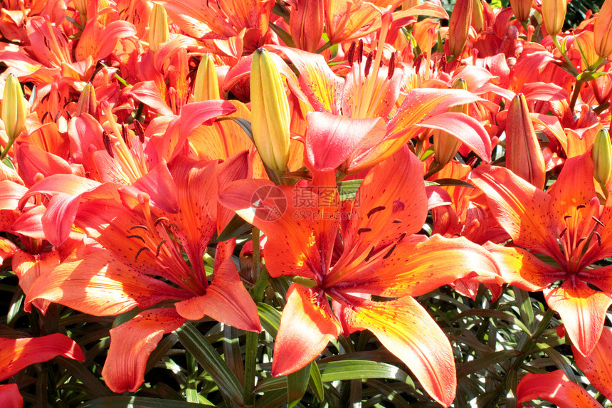 美丽的红冠百合花花朵疗法太阳晴天花坛植物学生活草本植物阳光花束图片